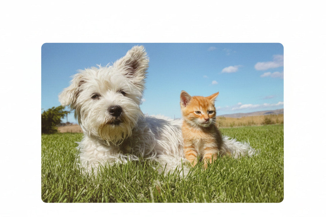 Lot de 2 dessous de table animaux